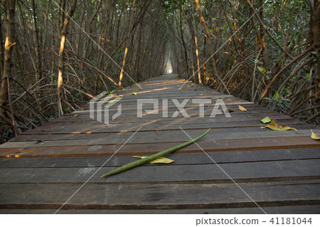 Wooden Bridge in Mangrove Forest at Laem Phak Bia Wooden Bridge in Mangrove Forest at Laem Phak Bia 41181044