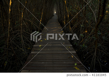 Wooden Bridge in Mangrove Forest at Laem Phak Bia 41181045