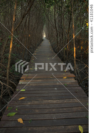 Wooden Bridge in Mangrove Forest at Laem Phak Bia 41181046
