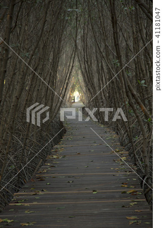 Wooden Bridge in Mangrove Forest at Laem Phak Bia 41181047