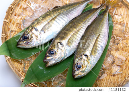 亞洲食用魚 亞洲食用魚 41181182