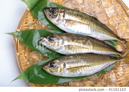 亞洲食用魚 亞洲食用魚 41181183