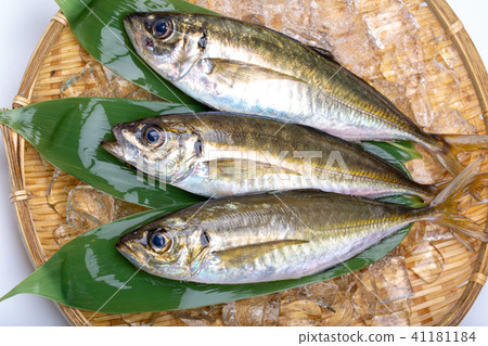 亞洲食用魚 41181184