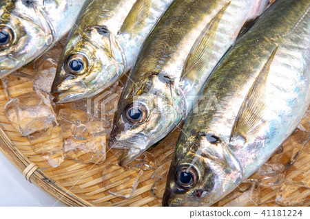 亞洲食用魚 41181224