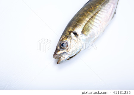 亞洲食用魚 41181225