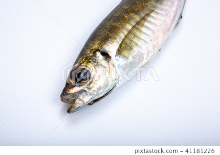 亞洲食用魚 41181226