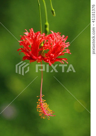 Fulinbrasso Fulinbrasso 41181376