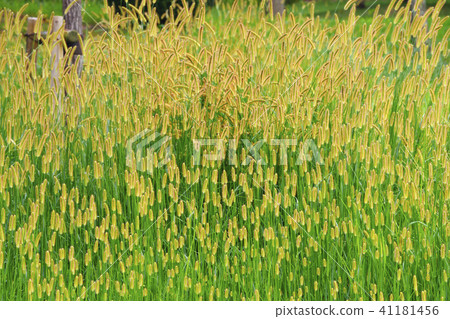 Setaria viridis Setaria viridis 41181456