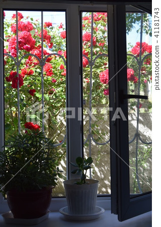 window with roses window with roses 41181743