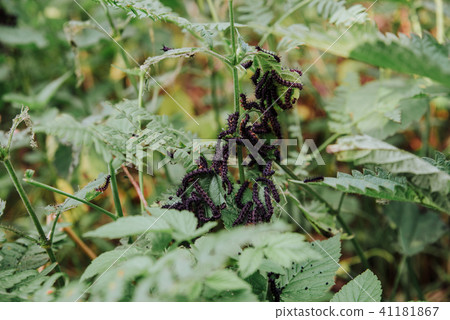 close up on butterfly larva eating a leaf close up on butterfly larva eating a leaf 41181867