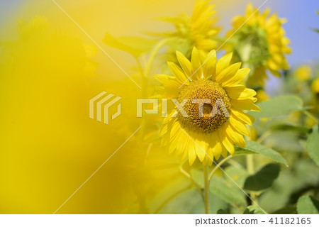 sunflower	 41182165