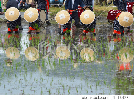 Mibu's flower rice plant 41184771