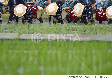 Mibu's flower rice plant 41184772