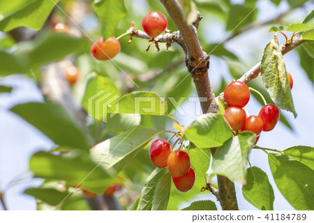 Cherry cherry hunting cherries Cherry cherry hunting cherries 41184789
