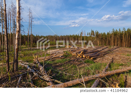 Forest plot cleared from the trees. 41184962