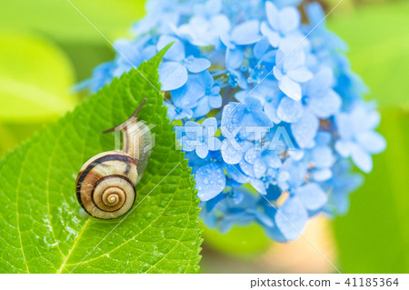 Hydrangea and snails · rainy season image 41185364