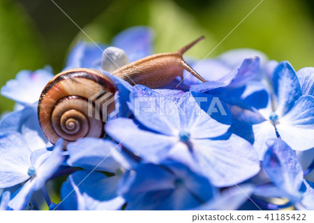 Hydrangea and snails · rainy season image 41185422