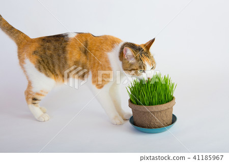我愛貓草 我愛貓草 41185967