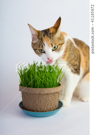 I love cat grass 41185972