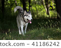 Siberian husky. Close-up. 41186242