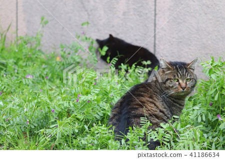 Regional cat (in the bush of the crow's noe pea) 41186634