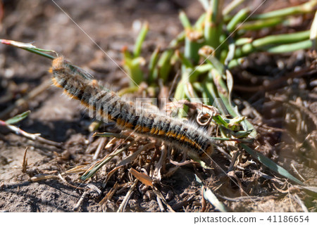 Caterpillar Lasiocampa trifolii on ground 41186654