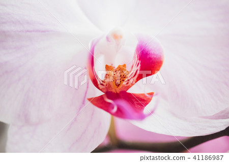 Orchid flower in garden at winter or spring day for postcard beauty and agriculture idea concept 41186987