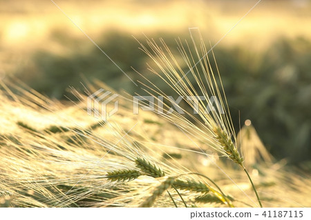 Ear of wheat in the field Ear of wheat in the field 41187115