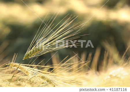 Ear of wheat in the field Ear of wheat in the field 41187116