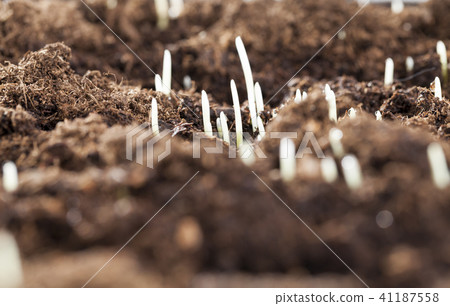 dew grass dew grass 41187558