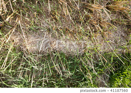 field wheat field wheat 41187560