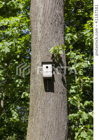 wooden birdhouse 41187581