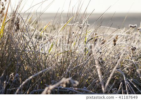 grass in winter grass in winter 41187649