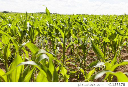 green corn 41187876