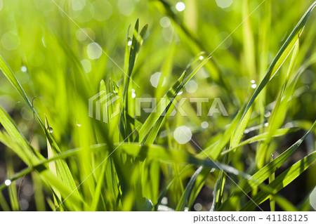 green wheat sprouts green wheat sprouts 41188125