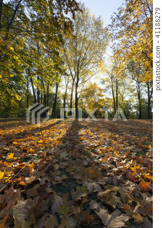 yellowed maple trees in autumn 41188279