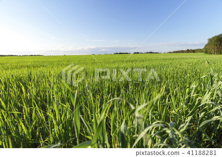 Field with cereal Field with cereal 41188281