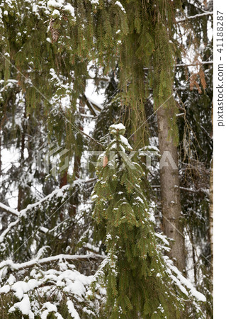 Forest in winter 41188287