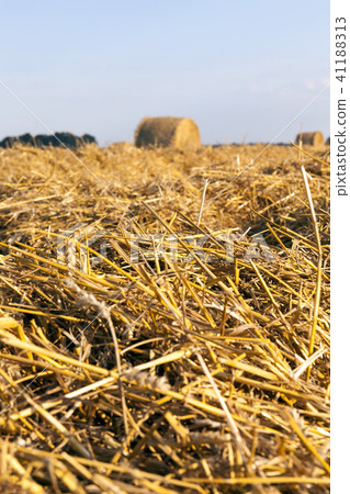 straw harvesting 41188313