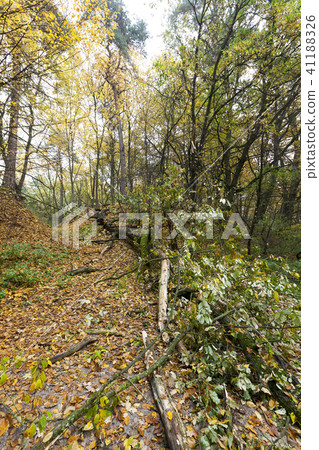 forest autumn 41188326