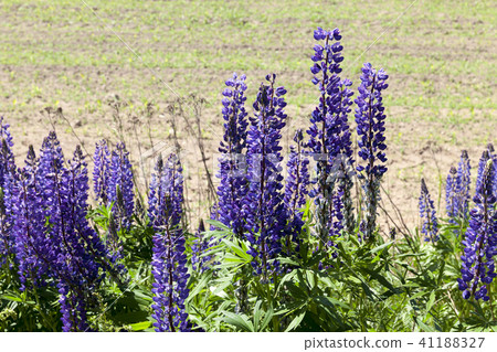 spring lupine 41188327