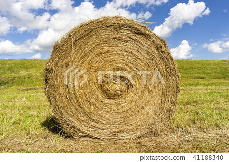 straw grass straw grass 41188340