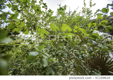 Squash plant growing some oak tree 41189626