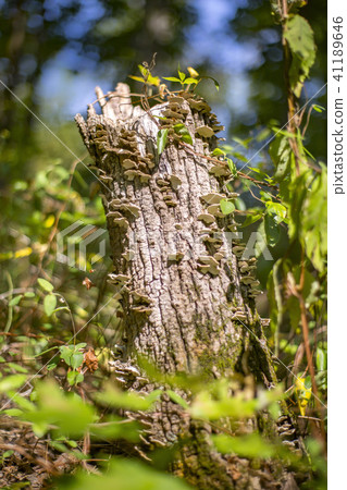 Stumped with mushrooms 41189646