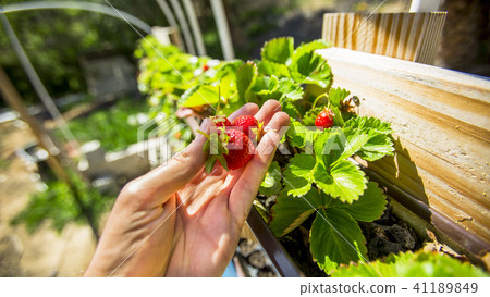 Three strawberries in hand are better Three strawberries in hand are better 41189849