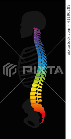 Vertebral Column Rainbow Colors Human Backbone 41190285