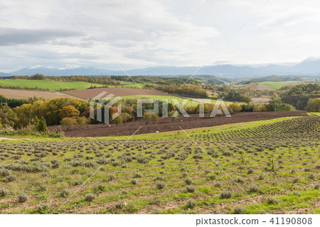 Biei Furano landscape 41190808