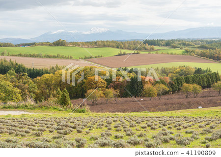 Biei Furano landscape 41190809