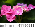Hydrangea 41190911
