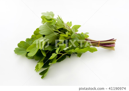 長壽草（鈕扣弓魚） 41190974